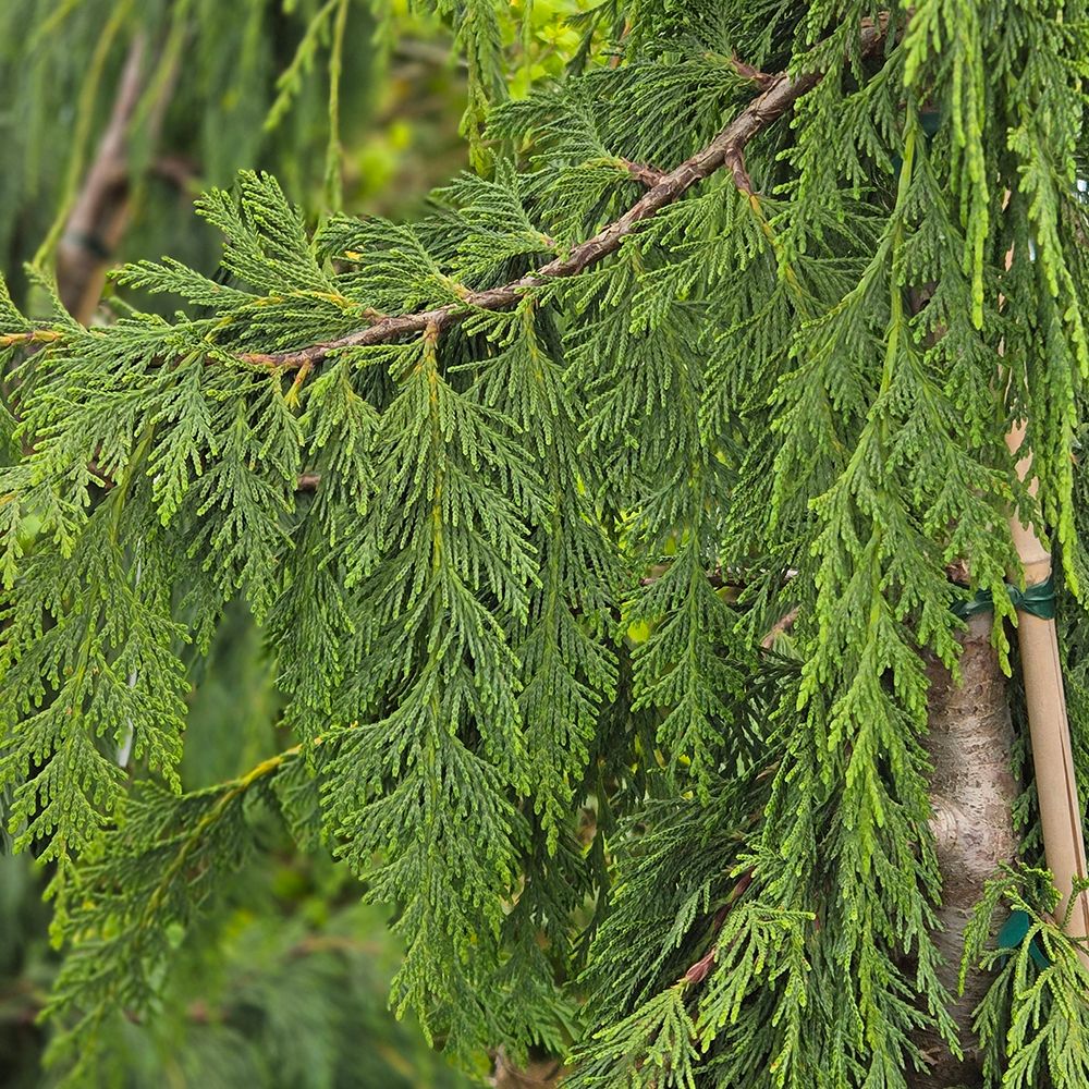 Weeping Alaskan Cedar