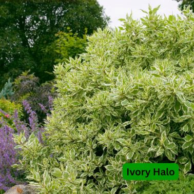 Dogwood Shrubs, Size: #3, Variety: Ivory Halo