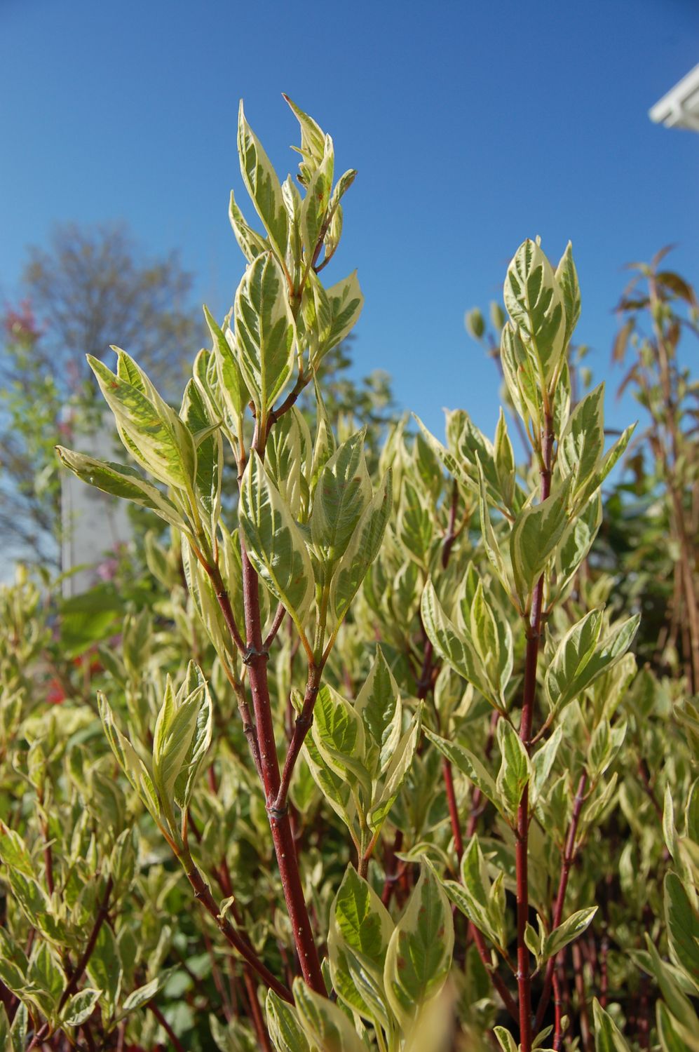 Dogwood Shrubs, Variety: Ivory Halo