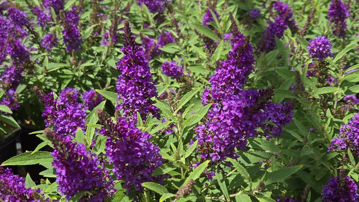 Butterfly Bushes, Size: #2, Variety: Lil' Grape