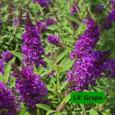 Butterfly Bushes, Size: #2, Variety: Lil' Grape