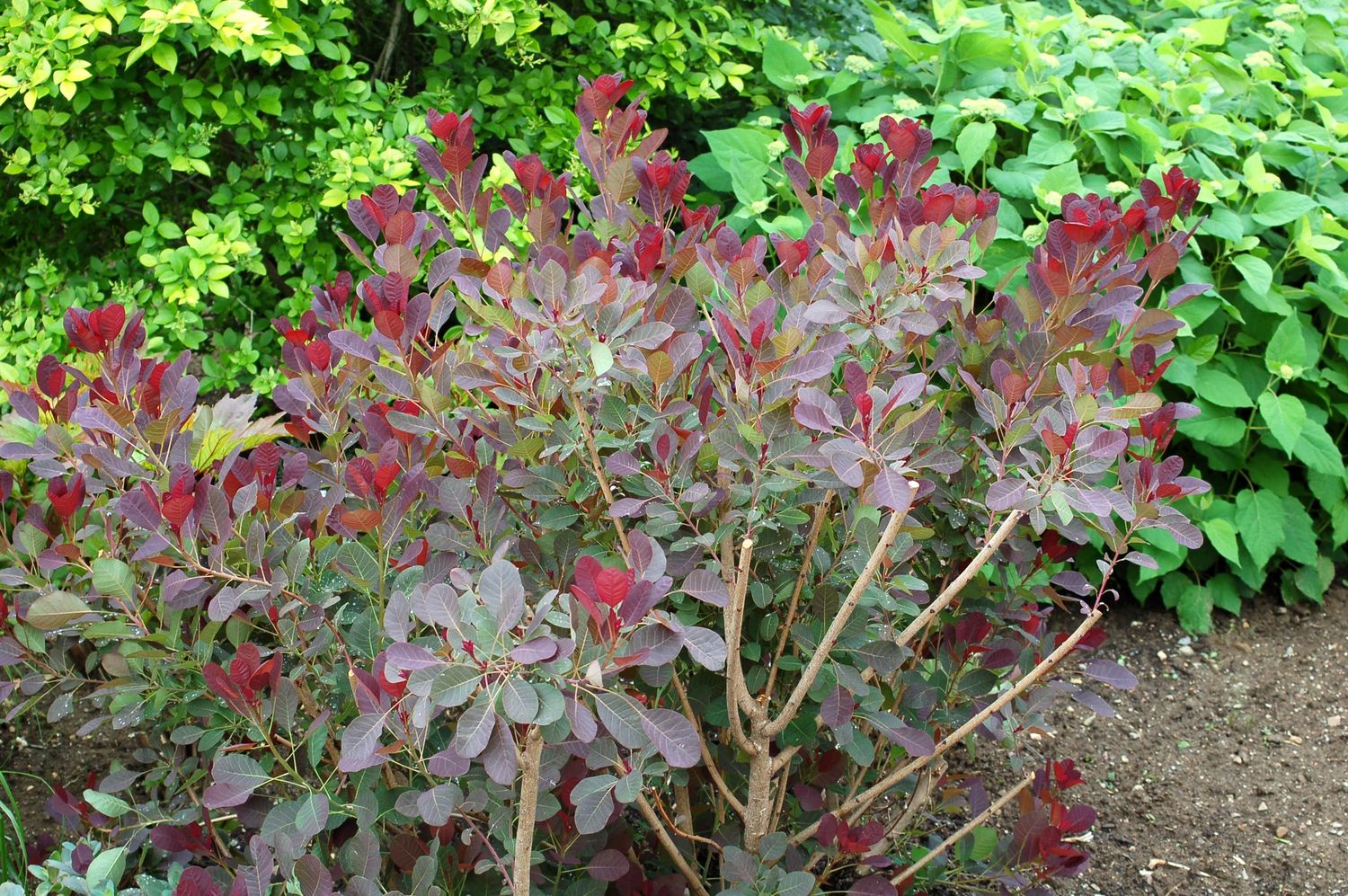 Smokebush Royal Purple, Size: #3, Variety: Royal Purple