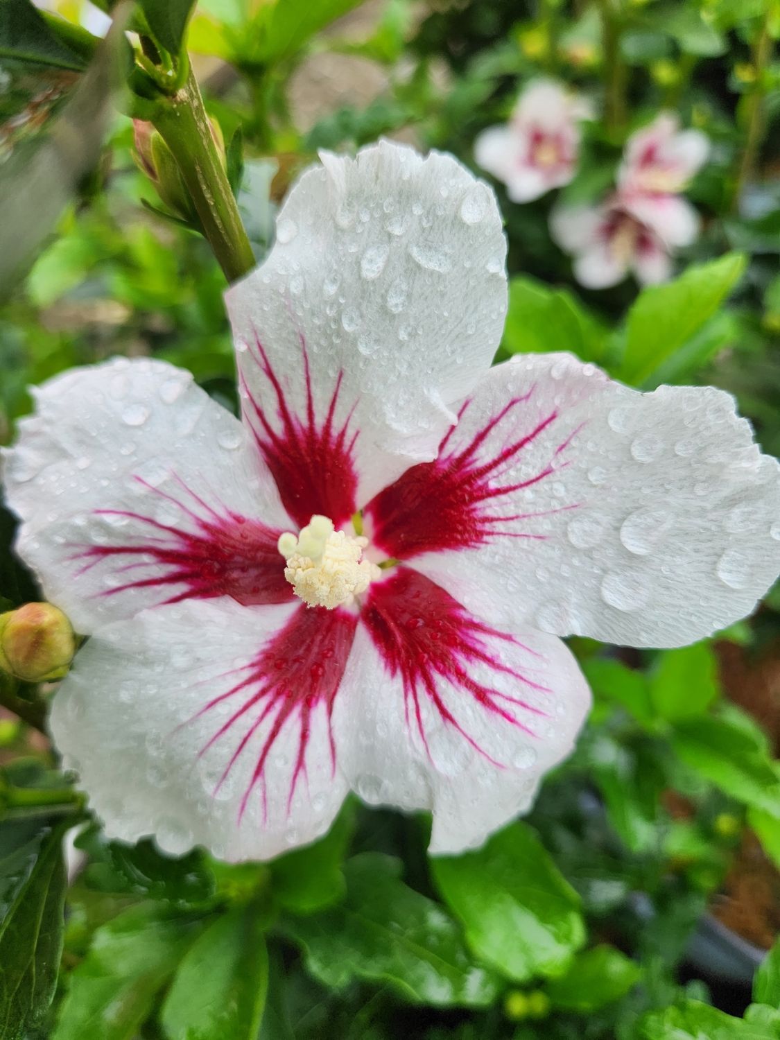Rose of Sharon