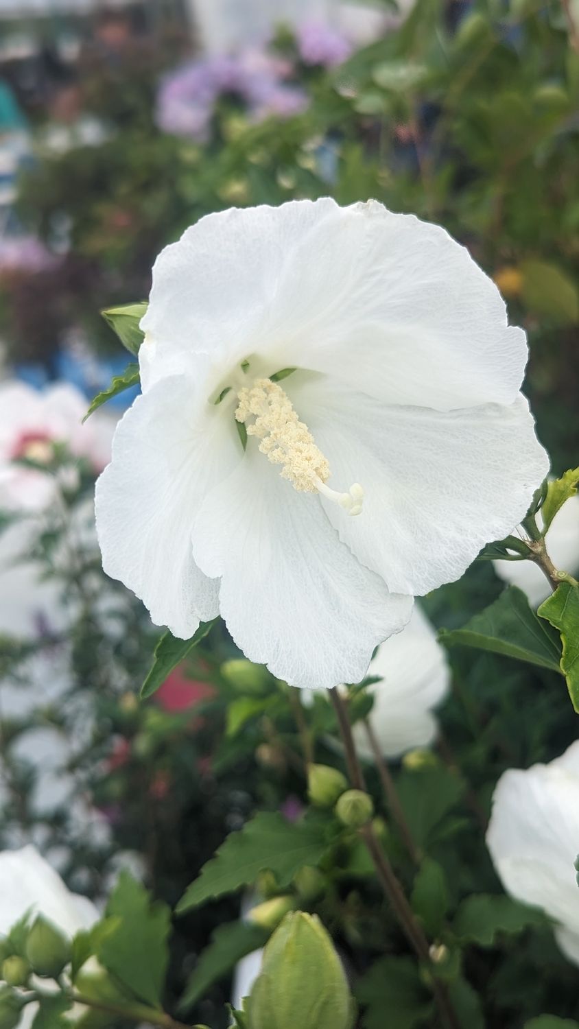 Rose of Sharon, Size: #3, Variety: Bali