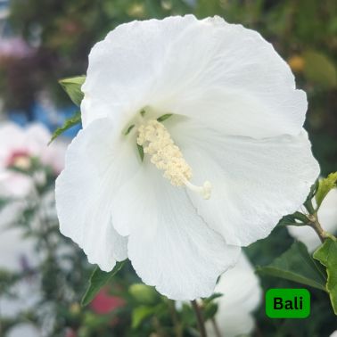 Rose of Sharon, Size: #3, Variety: Bali