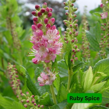 Summersweets, Variety: Ruby Spice