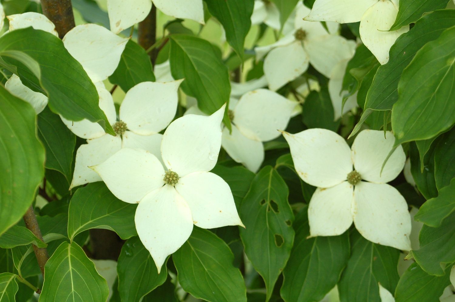Dogwood Trees