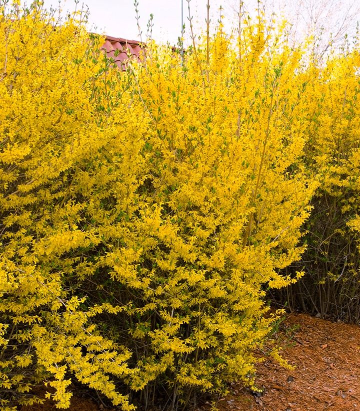 Forsythia Shrubs, Size: #3, Variety: Lynwood Gold