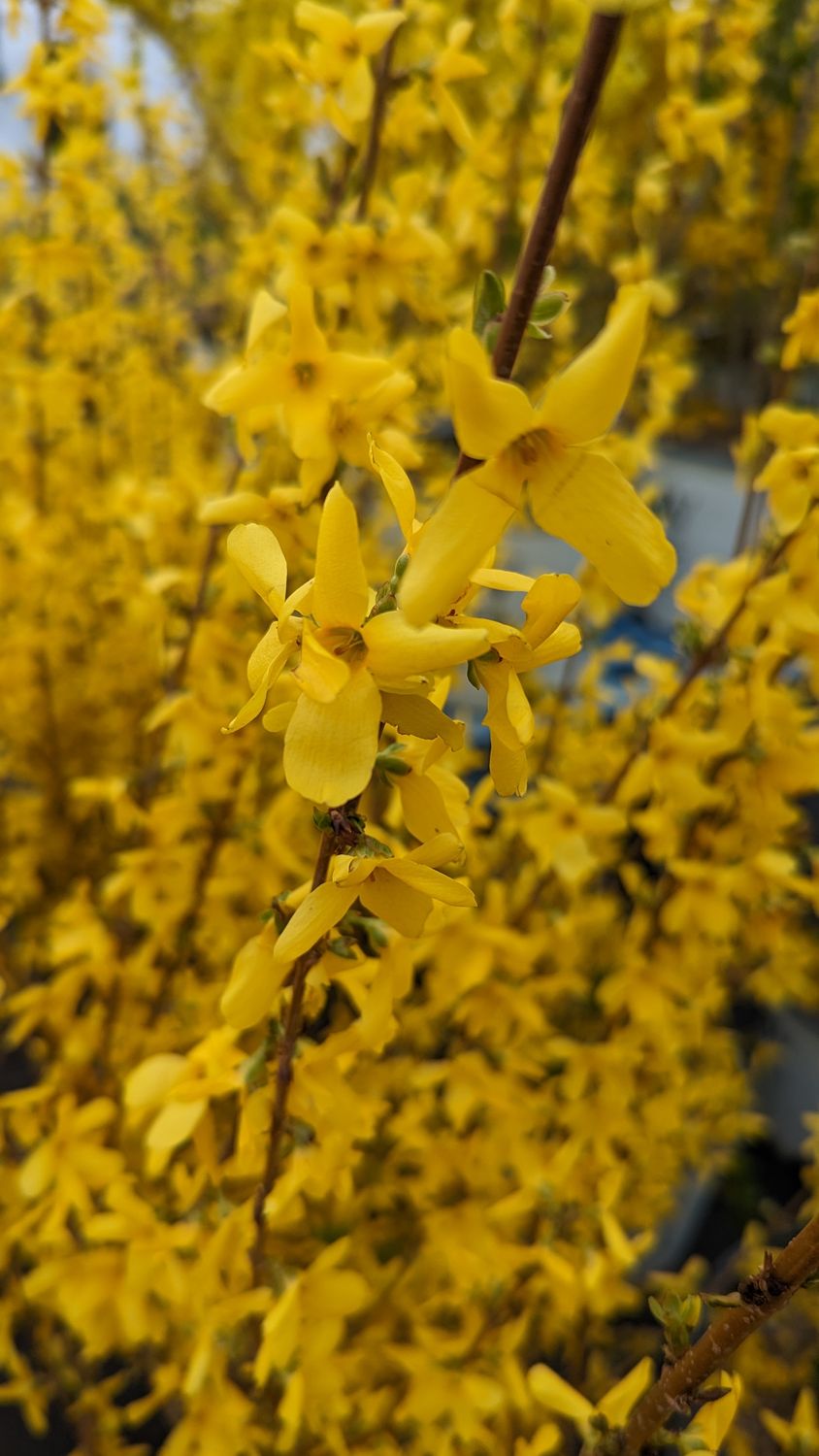 Forsythia Shrubs, Size: #3, Variety: Lynwood Gold