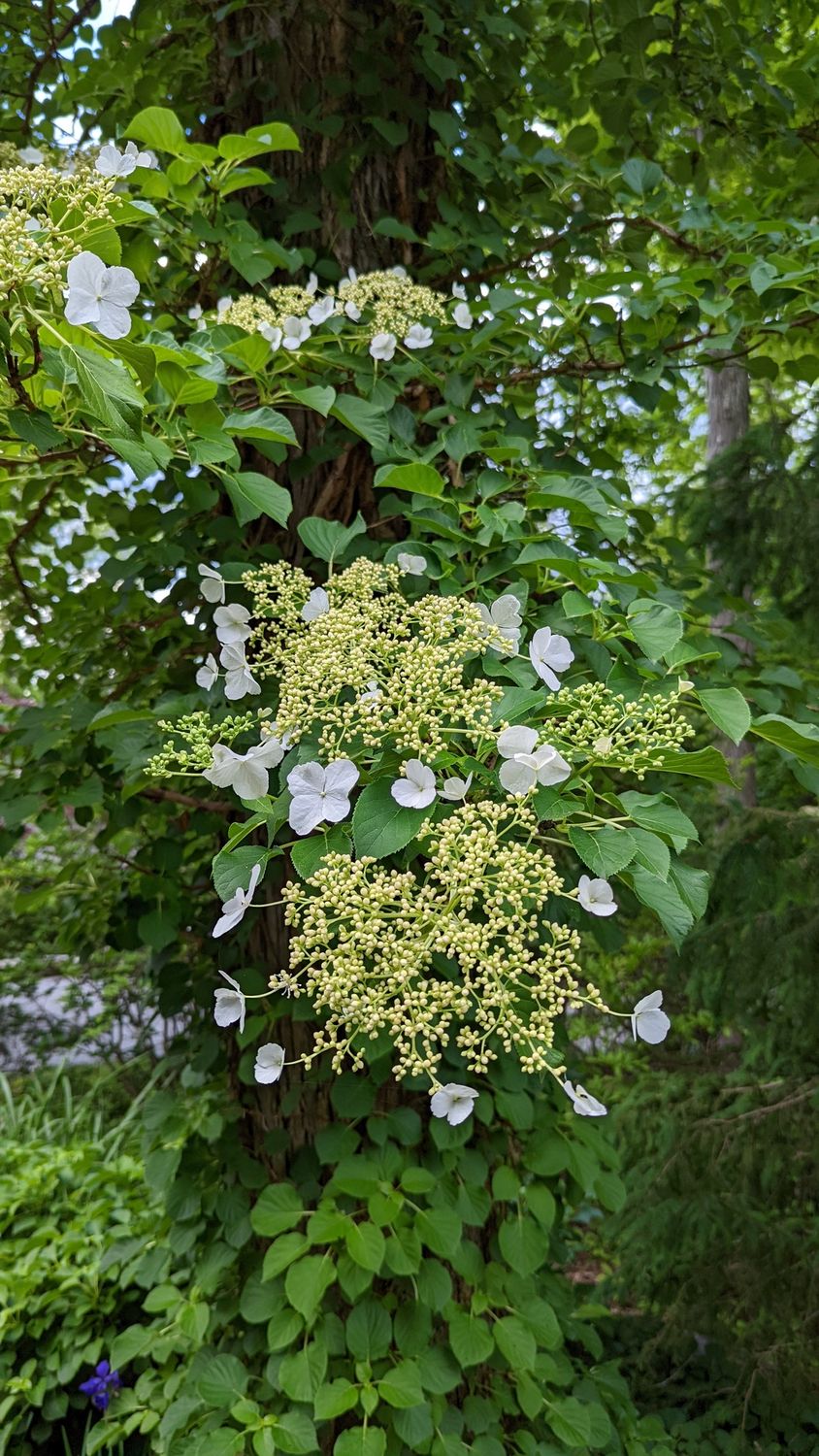 Hydrangea Climber