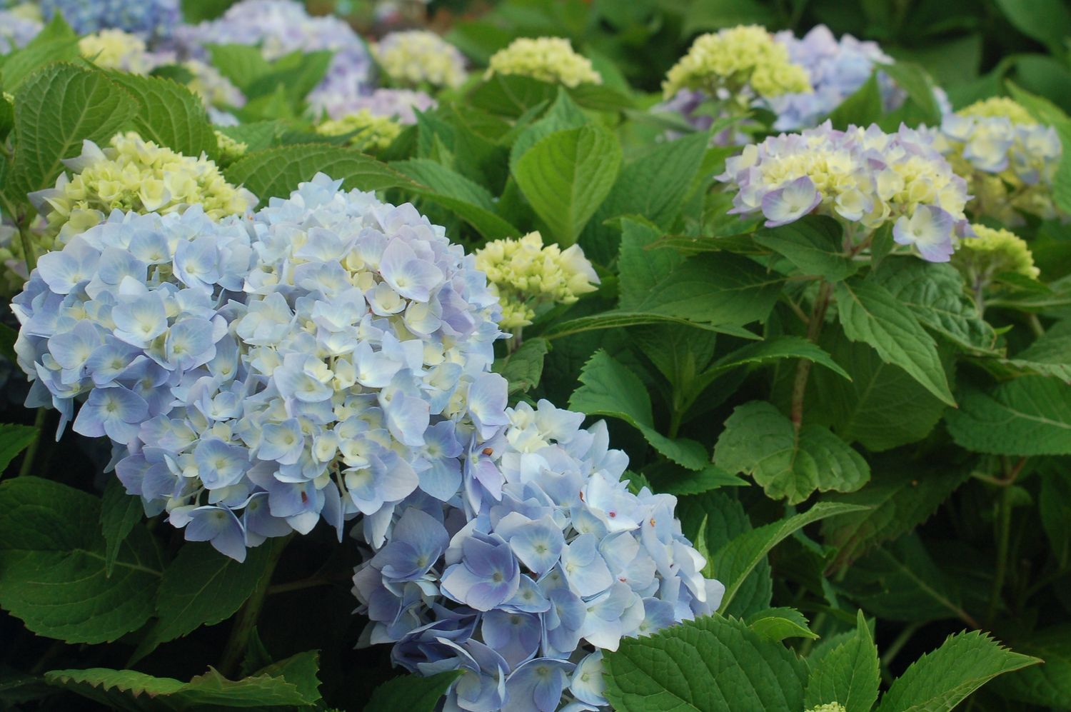 Hydrangea Shrubs