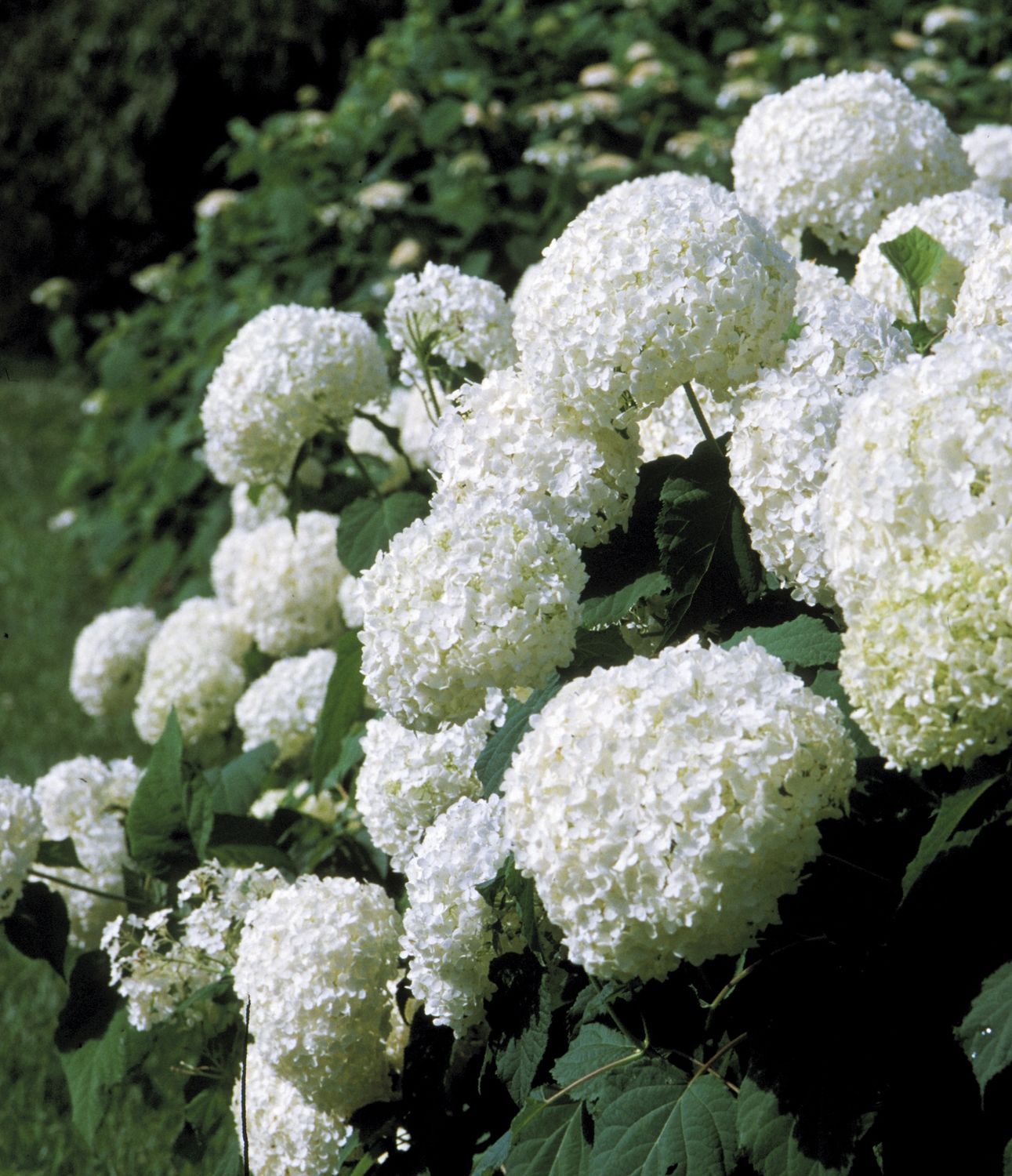 Hydrangea Shrubs, Size: #3, Variety: Annabelle