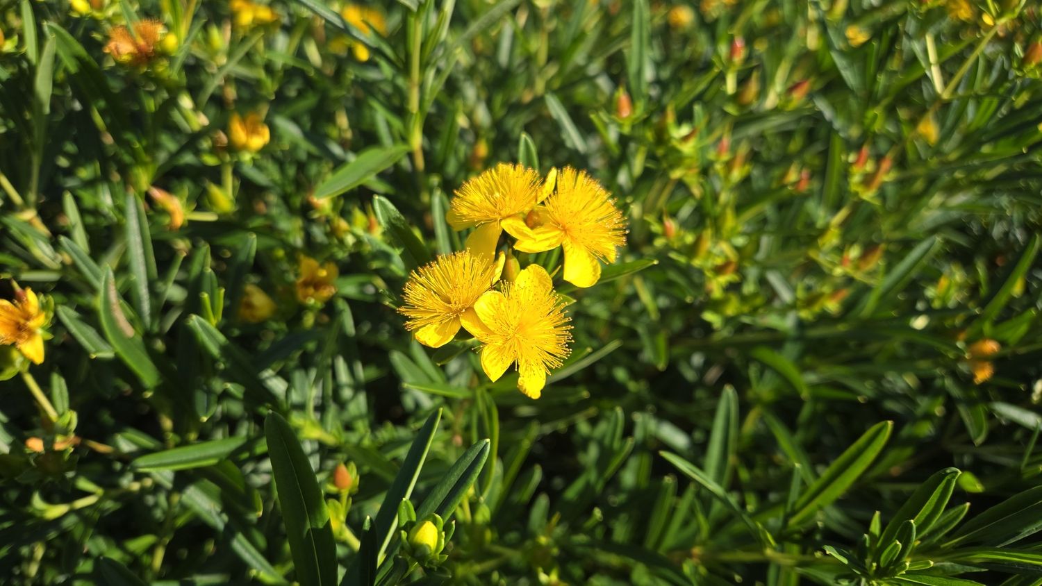 St. John's Wort, Variety: Sunny Boulevard #2