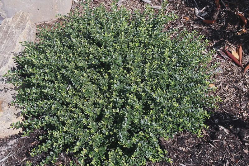 Holly Shrubs, Size: #3, Variety: Helleri