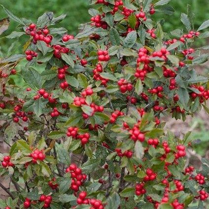 Winterberry, Variety: Magical Showtime