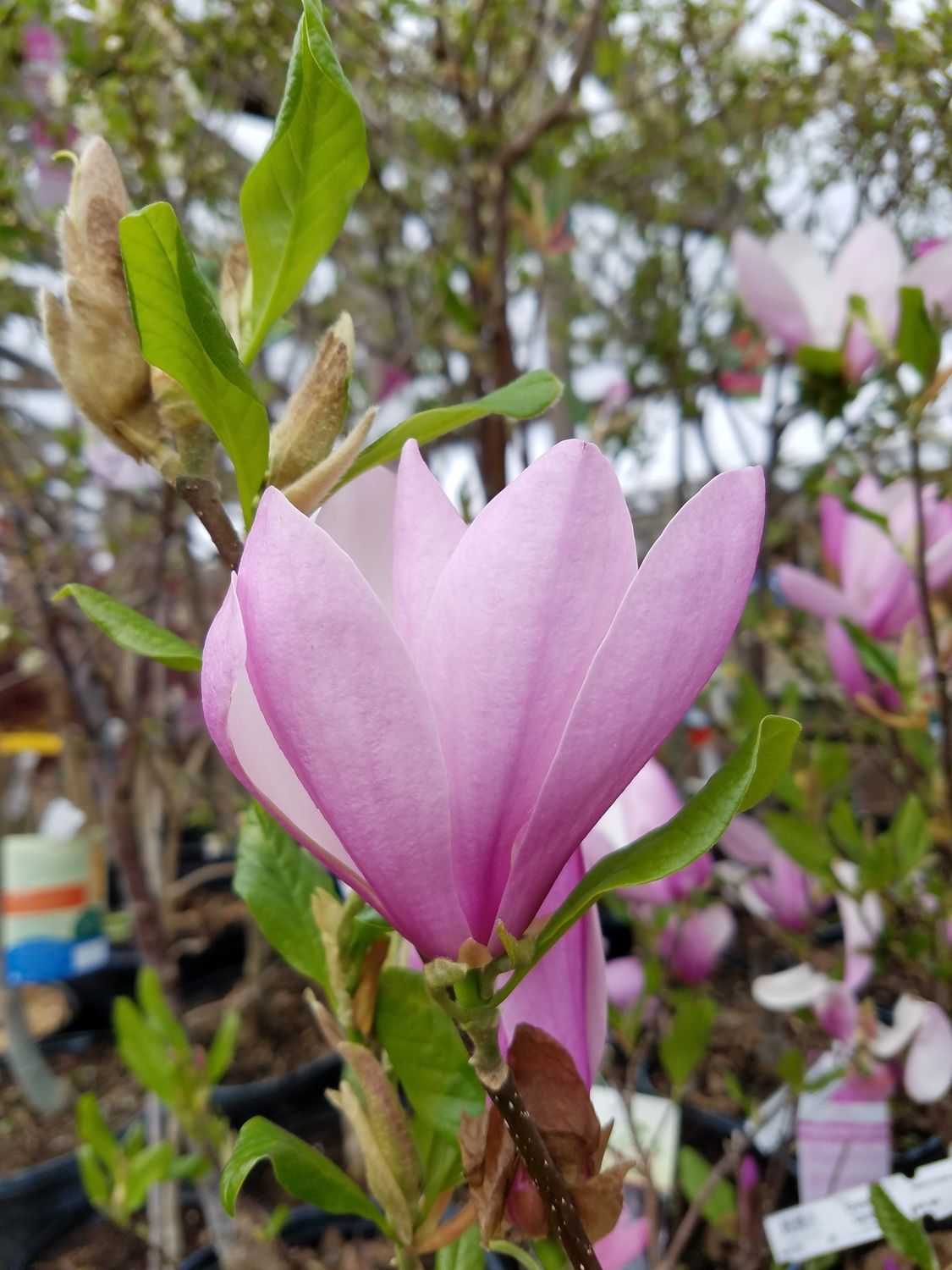 Magnolias, Size: #7, Variety: Jane