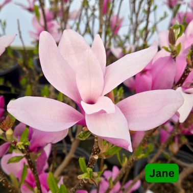 Magnolias, Size: #7, Variety: Jane
