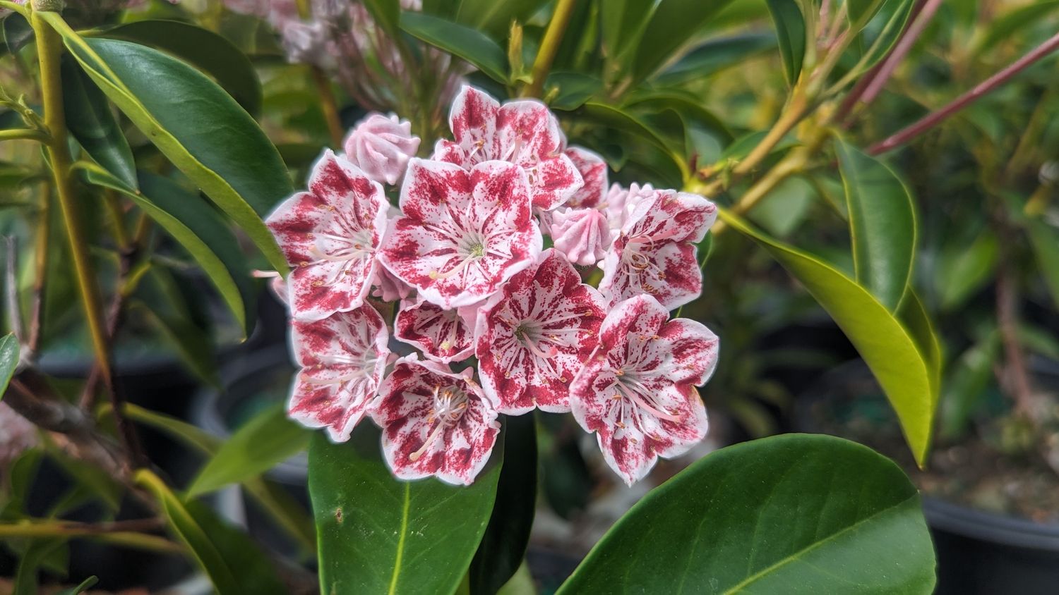 Mountain Laurels, Size: #3, Variety: Carousel