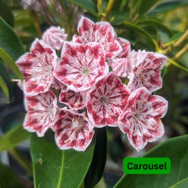 Mountain Laurels, Size: #3, Variety: Carousel