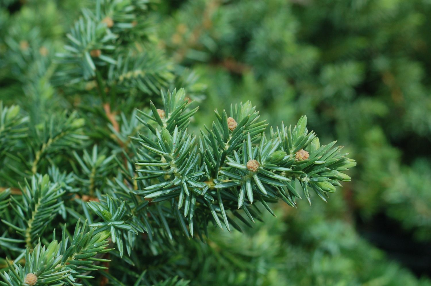 Junipers