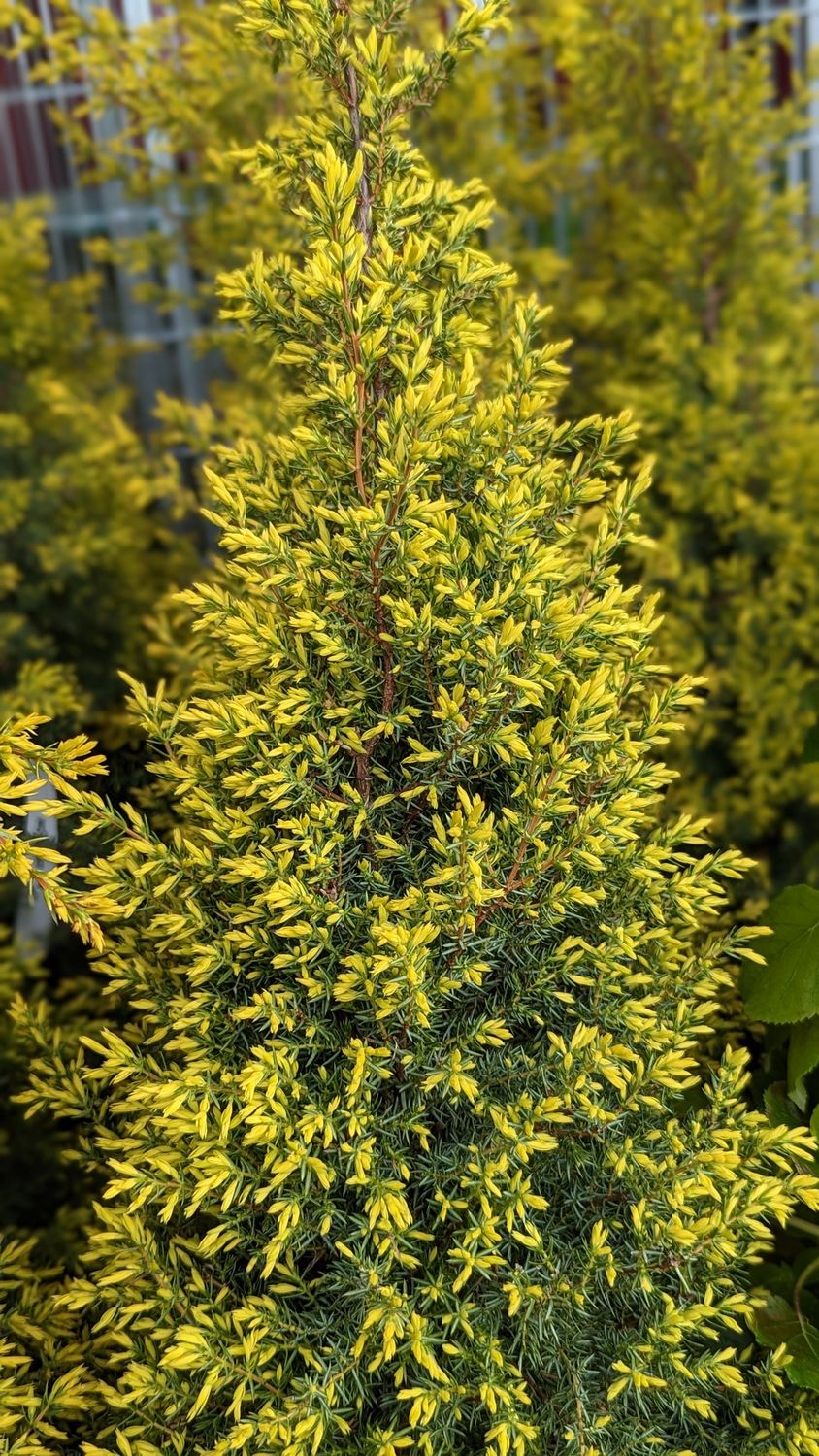 Junipers, Size: #3, Variety: Gold Cone