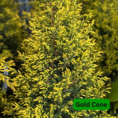 Junipers, Size: #3, Variety: Gold Cone