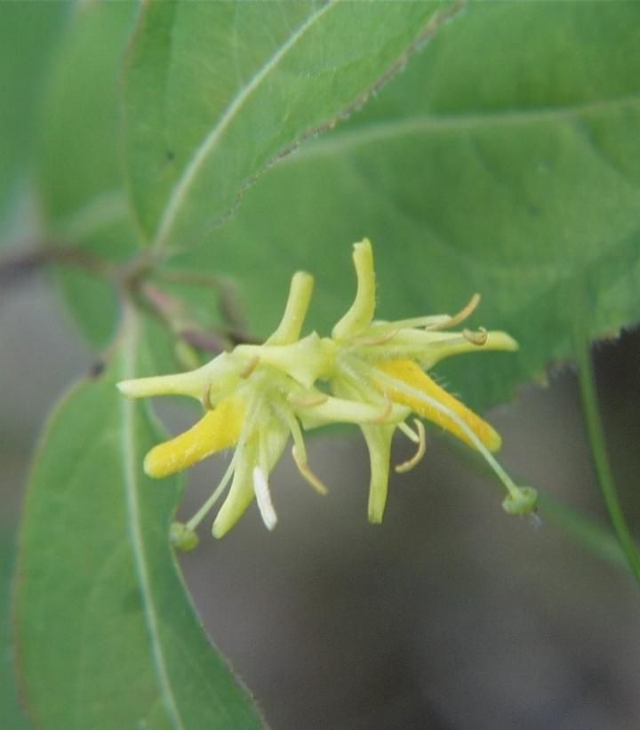 Honeysuckle Vines
