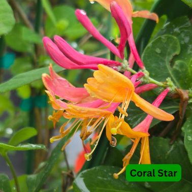 Honeysuckle Vines, Size: #2, Variety: Coral Star