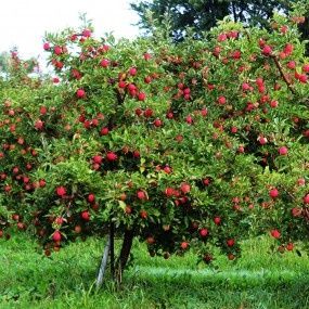 Apple Trees, Size: #7, Variety: 4 in 1
