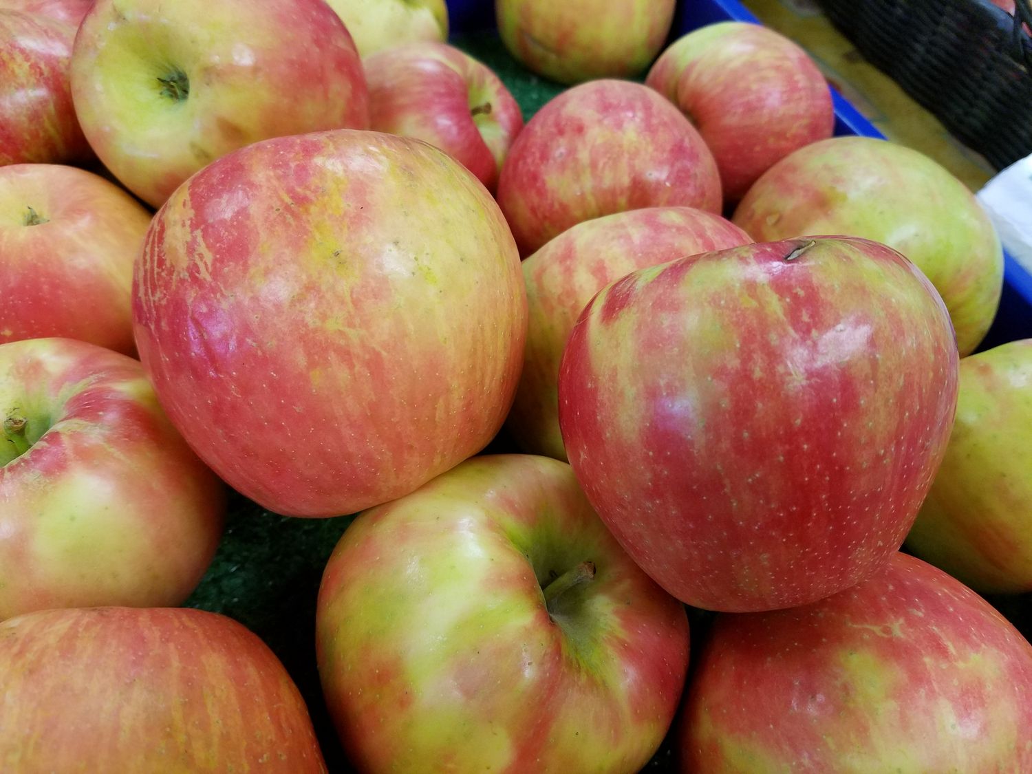 Apple Trees