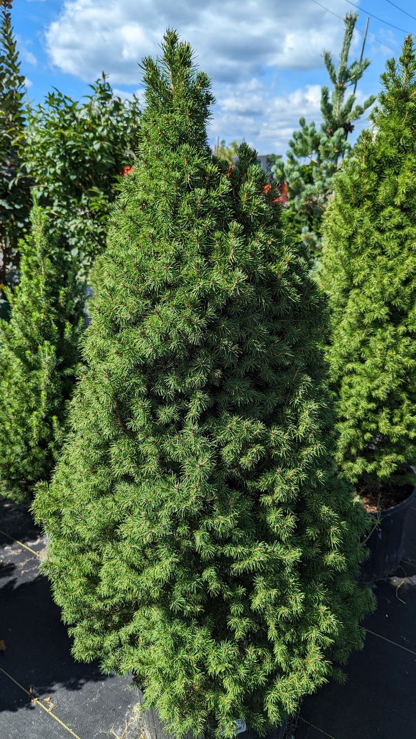 Spruce Trees, Size: #3, Variety: Dwarf Alberta Spruce