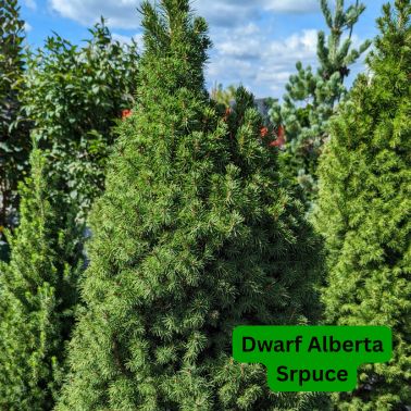 Spruce Trees, Size: #3, Variety: Dwarf Alberta Spruce