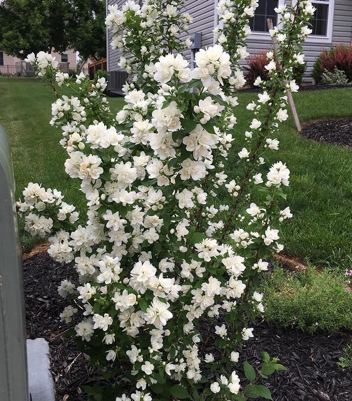 Mockorange Shrubs, Size: #3, Variety: Pearls of Perfume