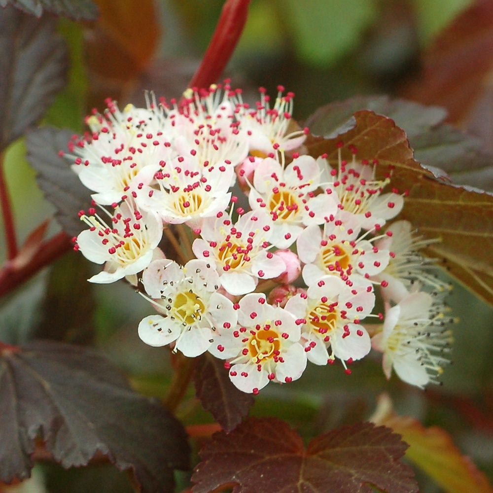 Ninebark Shrubs