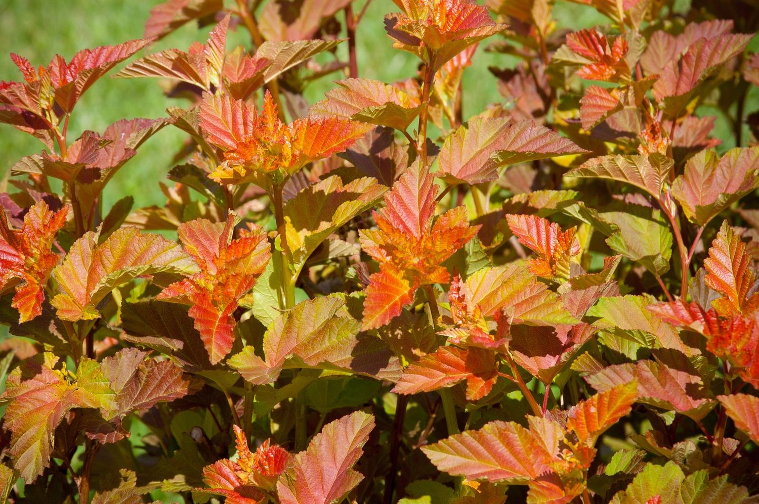 Ninebark Shrubs, Size: #3, Variety: Amber Jubilee