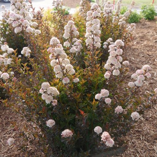 Ninebark Shrubs