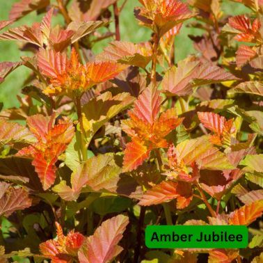 Ninebark Shrubs, Size: #3, Variety: Amber Jubilee
