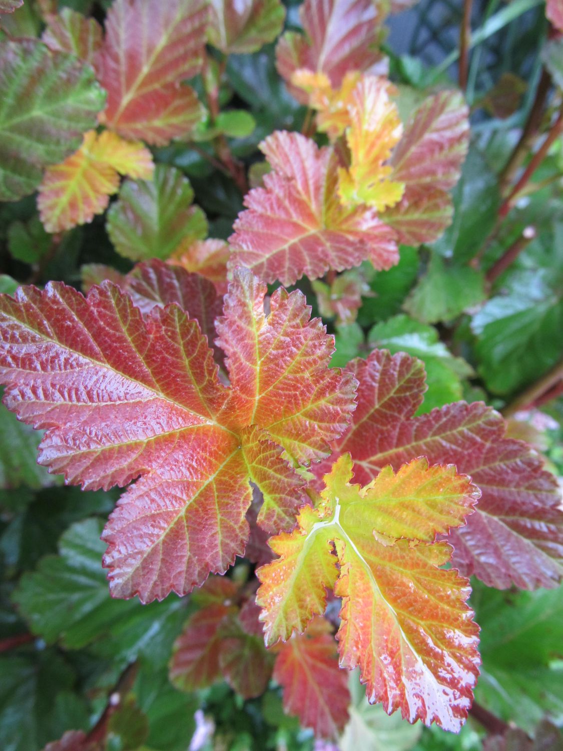 Ninebark Shrubs, Variety: Amber Jubilee