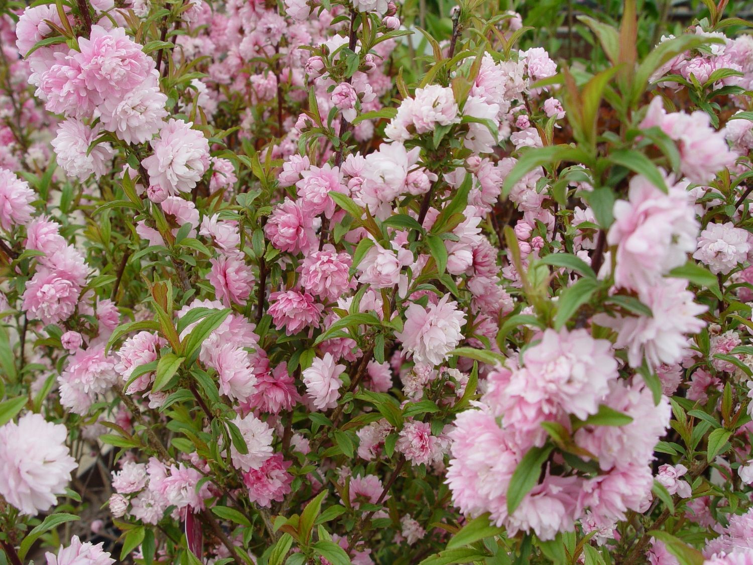Flowering Almond