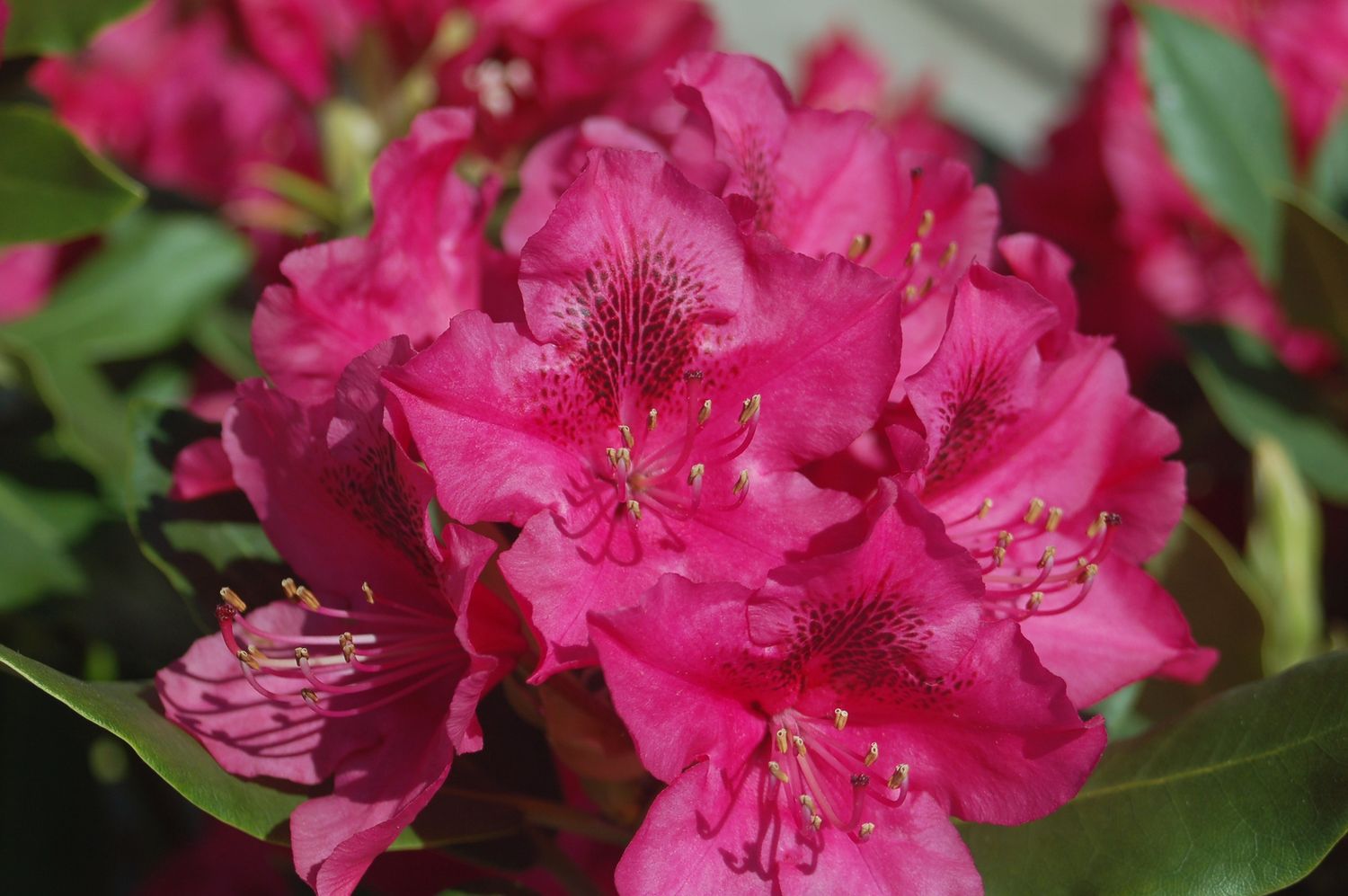 Rhododendrons