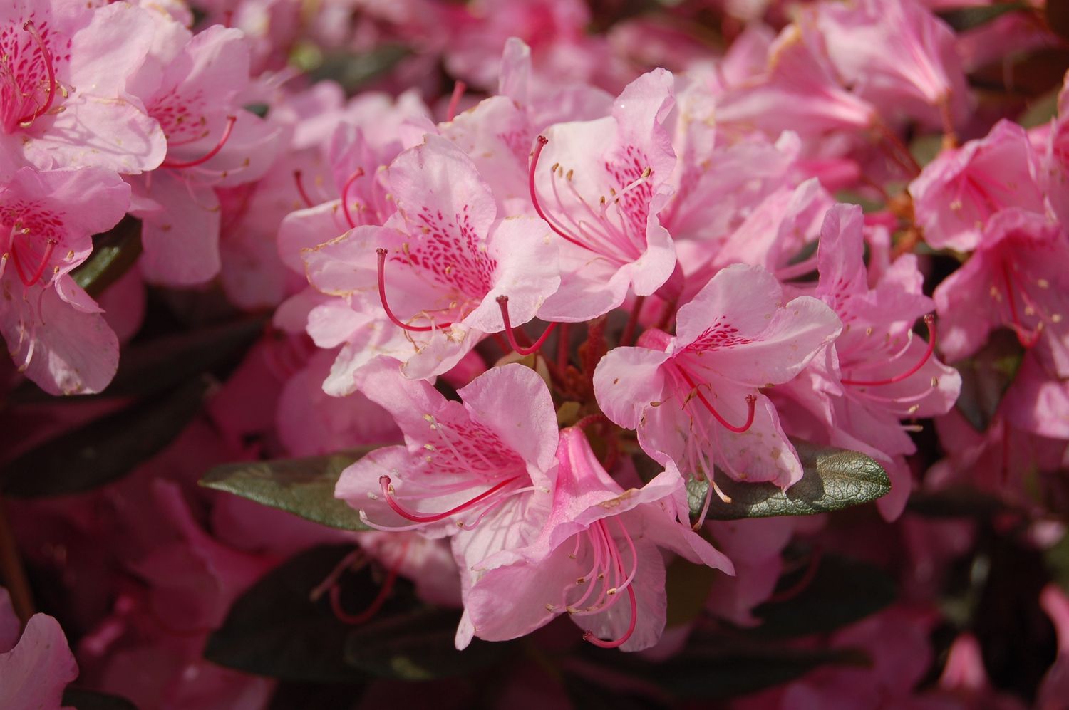 Rhododendrons, Size: #3, Variety: Aglo