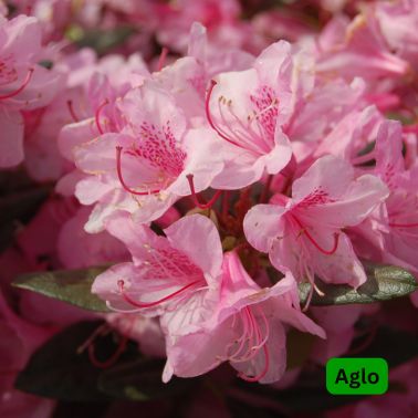 Rhododendrons, Size: #3, Variety: Aglo