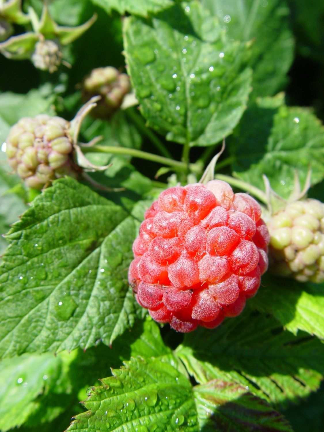 Raspberry Shrubs, Size: #2, Variety: Raspberry Shortcake