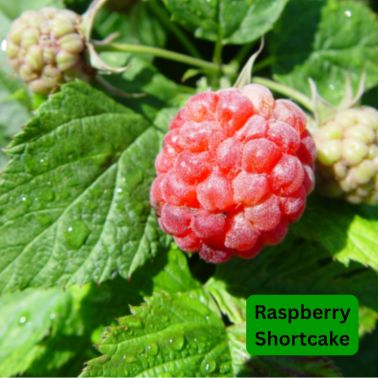 Raspberry Shrubs, Size: #2, Variety: Raspberry Shortcake