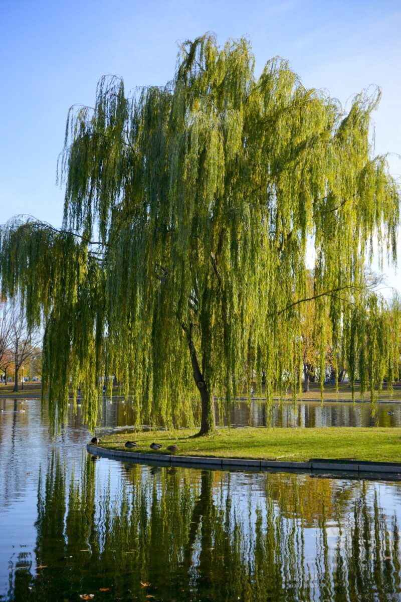 Weeping Willow Tree