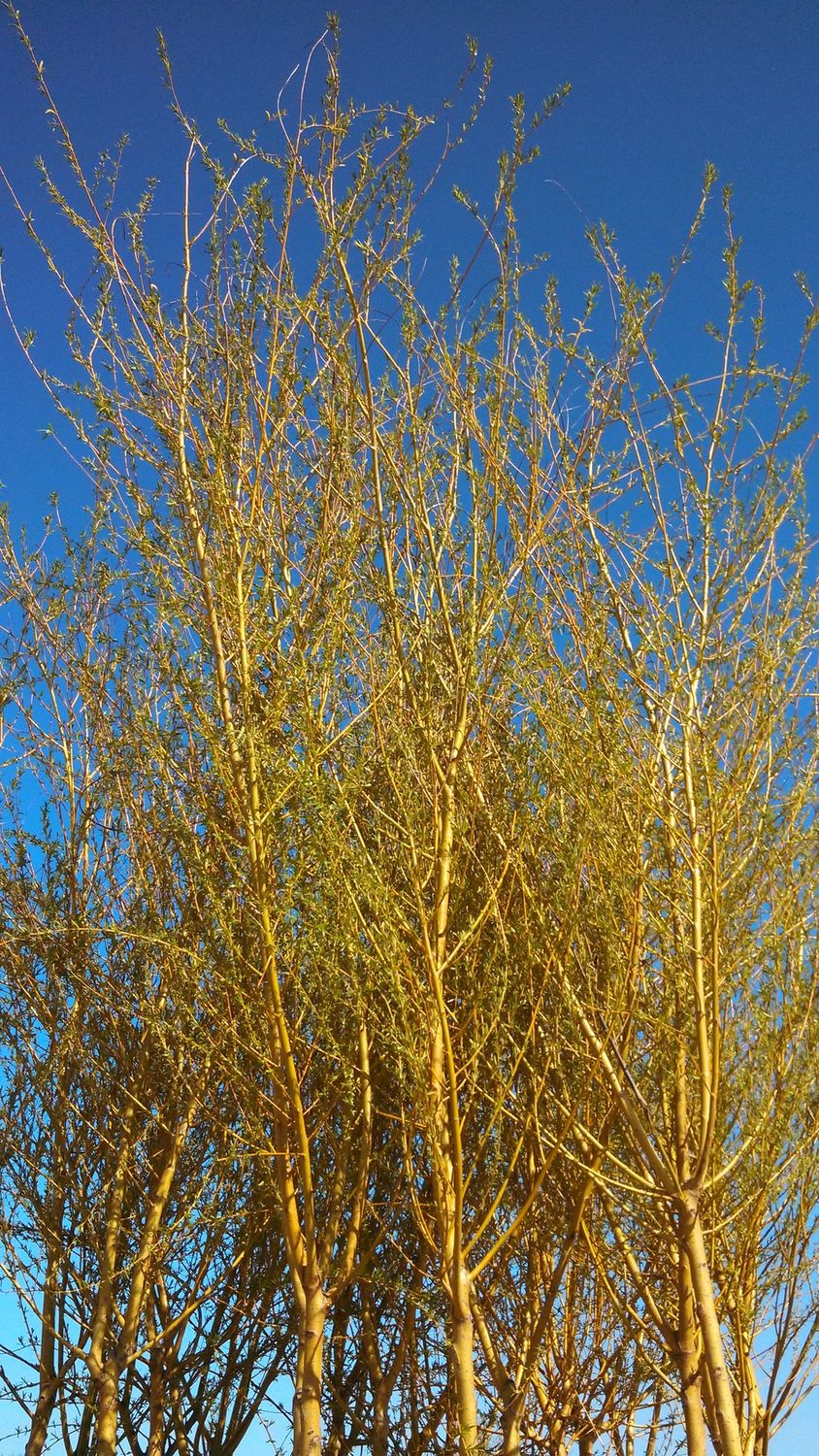 Weeping Willow Tree