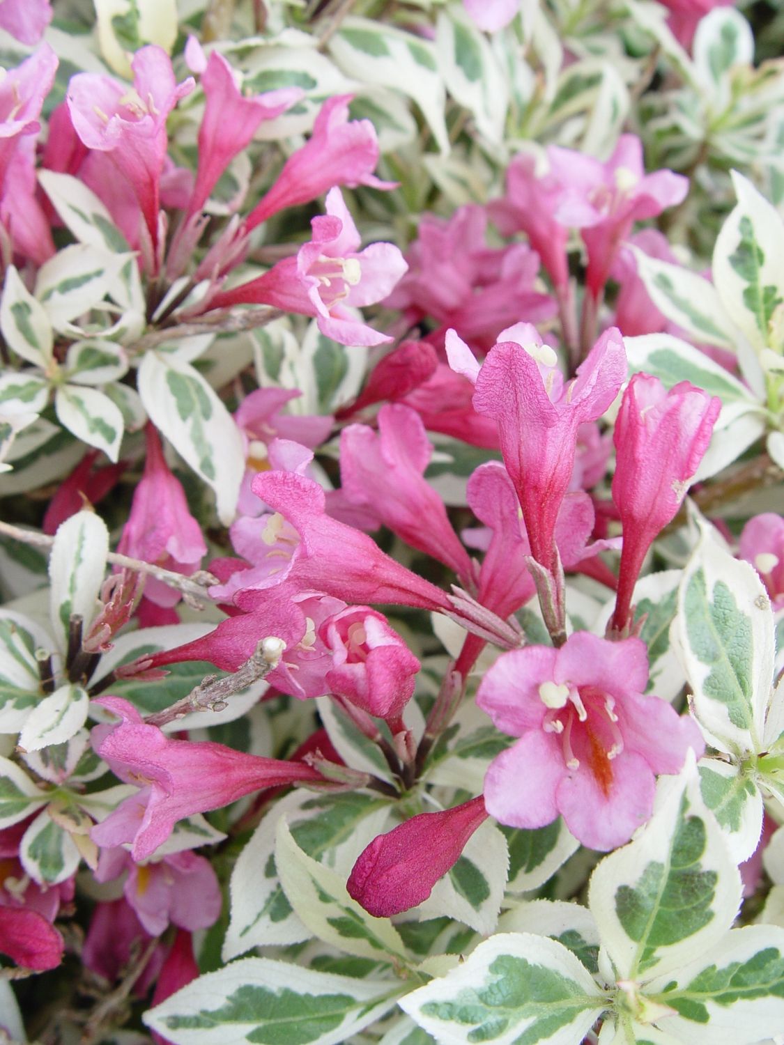 Weigela Shrubs