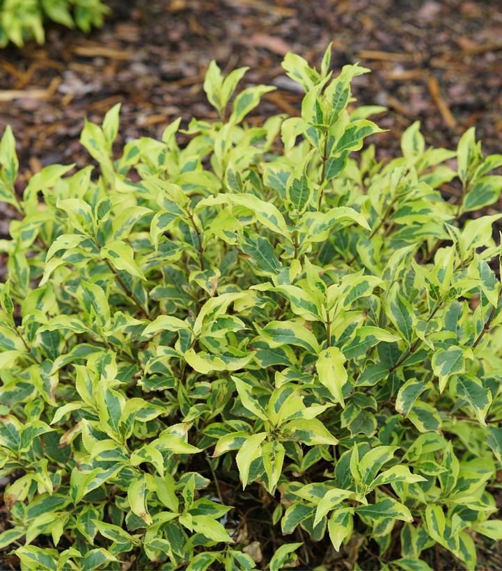 Weigela Shrubs, Size: #3, Variety: Bubbly Wine