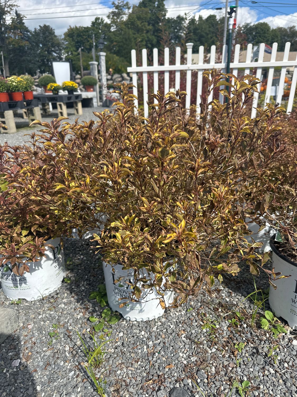 Weigela Shrubs, Variety: Bubbly Wine