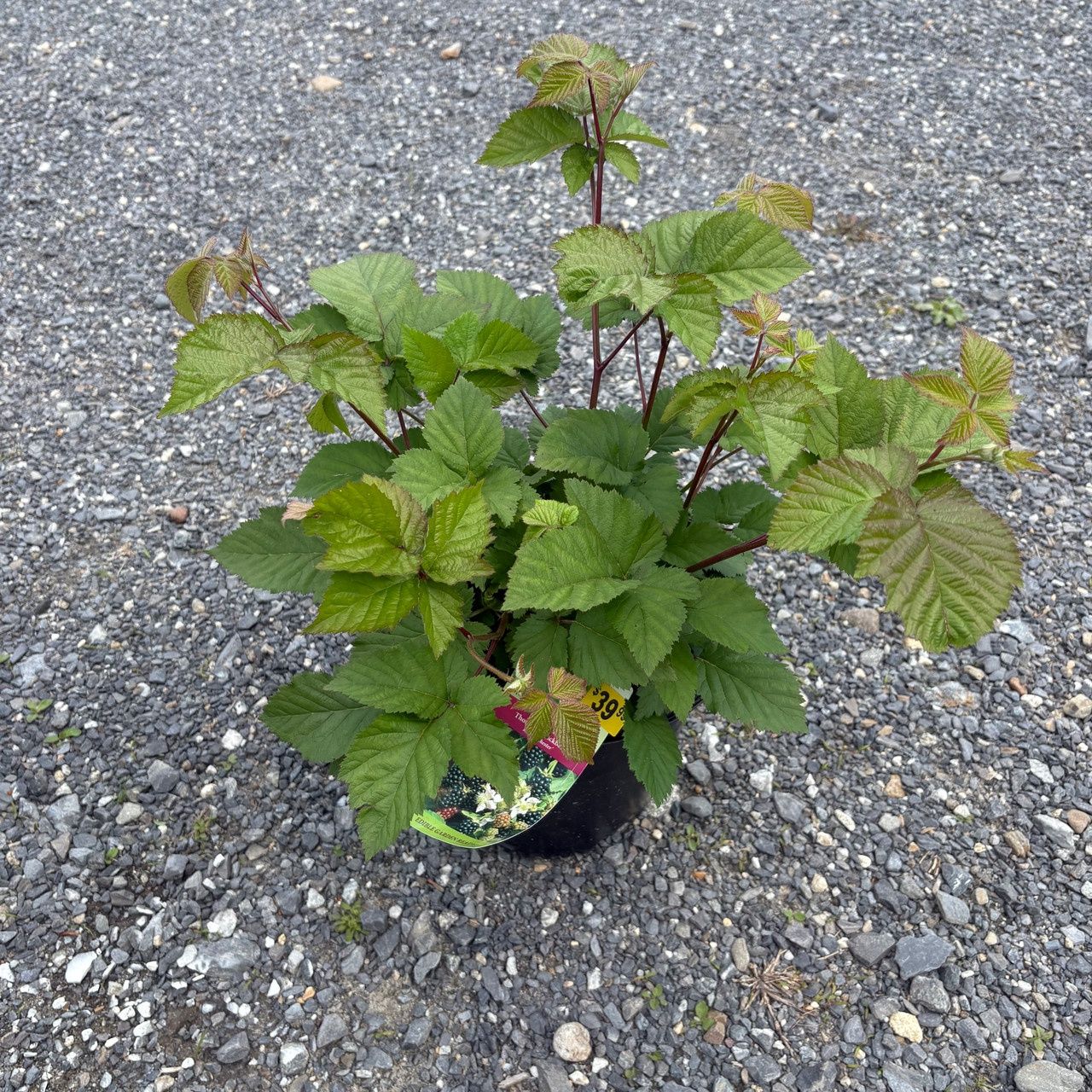 Blackberry Shrubs